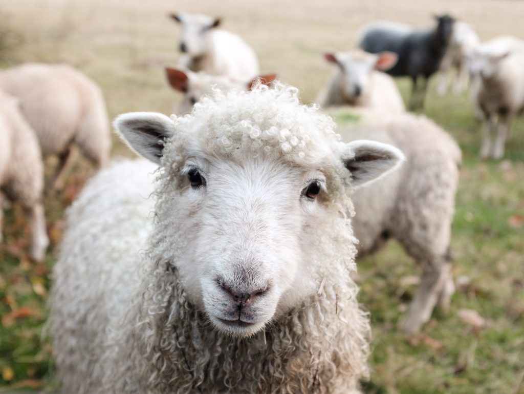 A heard of sheep with one looking right at the camera.